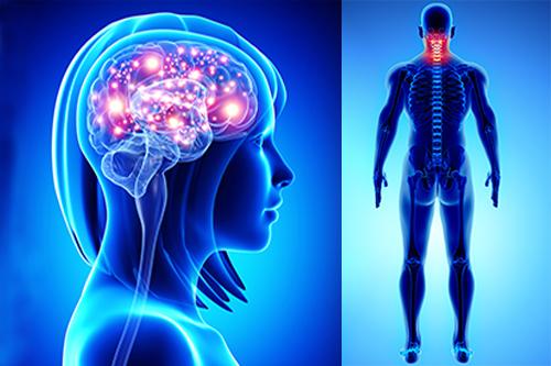 Semiologia Aplicada: Sinais e Sintomas da Cabeça e Pescoço Semiologia Aplicada: Sinais e Sintomas da Cabeça e Pescoço